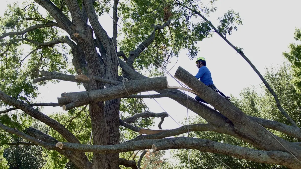 Professional Crown Thinning performed by certified arborists in Natchez